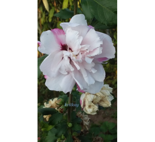 Гібіскус сирійський Леді Стенлі (Hibiscus syriacus  «Lady Stanley»)